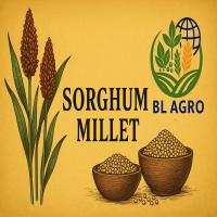 SORGHUM MILLET